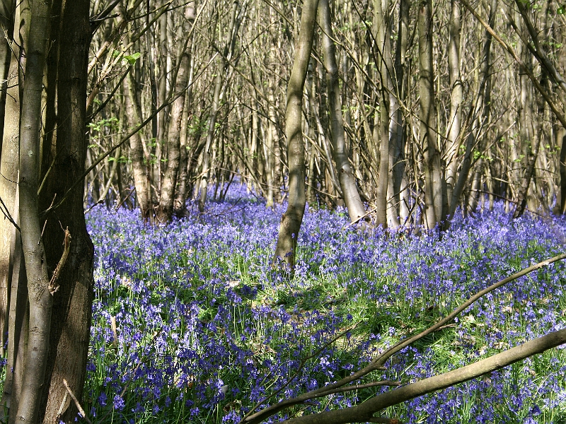 Bluebells 02.jpg